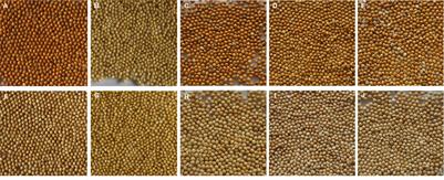 Genetic characterization of hull color using BSR-Seq and genome re-sequencing approaches in foxtail millet